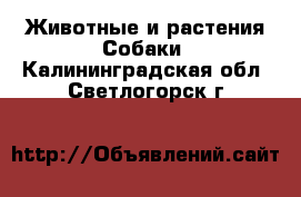 Животные и растения Собаки. Калининградская обл.,Светлогорск г.